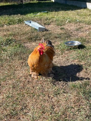 Haan gratis, Mâle, Poule ou poulet