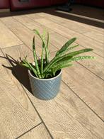 Aloe Vera + petites pouces, Ophalen