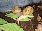 Archachatina marginata ovum, Dieren en Toebehoren, Reptielen en Amfibieën, Overige soorten, Tam, 0 tot 2 jaar