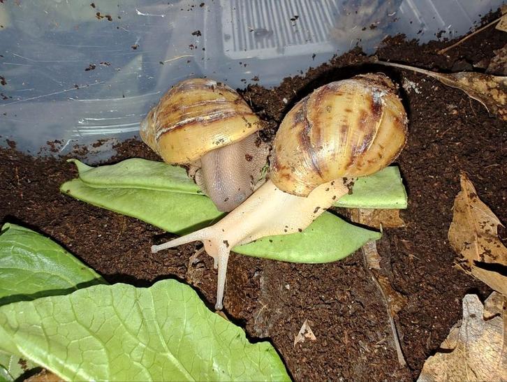 Archachatina marginata ovum, Dieren en Toebehoren, Reptielen en Amfibieën, Overige soorten, 0 tot 2 jaar, Tam