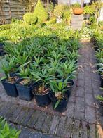 Mooie palmplanten trachycarpus, Tuin en Terras, Planten | Tuinplanten, Ophalen