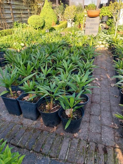 Mooie palmplanten trachycarpus, Tuin en Terras, Planten | Tuinplanten, Ophalen