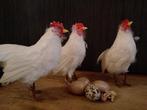 Vintage kippen met echte veren, Antiek en Kunst, Verzenden
