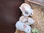 Dwergkonijnen, Dieren en Toebehoren, April