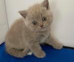Brits korthaar, Dieren en Toebehoren, Kater, Gechipt, 0 tot 2 jaar