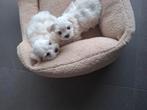 Maltezer pupjes, Bichon maltais, 8 à 15 semaines, Plusieurs, Éleveur | Loisir