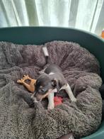 Jack Russel Tricolore pup, Dieren en Toebehoren, Honden | Jack Russells en Terriërs, België, Jack Russell Terriër, Reu, 8 tot 15 weken