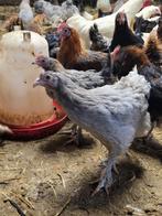 Poulet de Marans aux œufs bruns foncés, Animaux & Accessoires, Volatiles, Poule ou poulet, Plusieurs animaux
