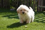 Prachtige Maltipoo pup (reutje, +/- 5kg), België, CDV (hondenziekte), 8 tot 15 weken, Meerdere