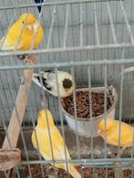 6  jonge kanaries, Dieren en Toebehoren