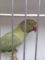 Halsbandparkieten, Dieren en Toebehoren, Vogels | Parkieten en Papegaaien, Meerdere dieren, Parkiet, Geringd