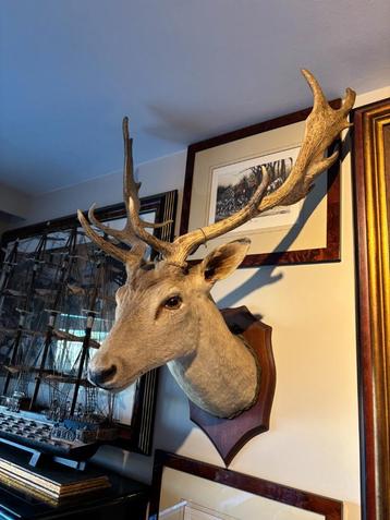Taxidermie Hertenkop beschikbaar voor biedingen