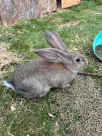 Vlaamse Reuzen te koop, Dieren en Toebehoren, Vrouwelijk, Groot, 0 tot 2 jaar