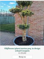 Olijfboom Plato Tarrina in designpot, Jardin & Terrasse, Plantes | Arbres, Enlèvement, Olivier