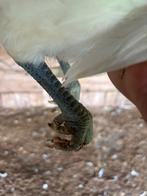 Poule de Bresse, Dieren en Toebehoren, Pluimvee, Meerdere dieren, Kip