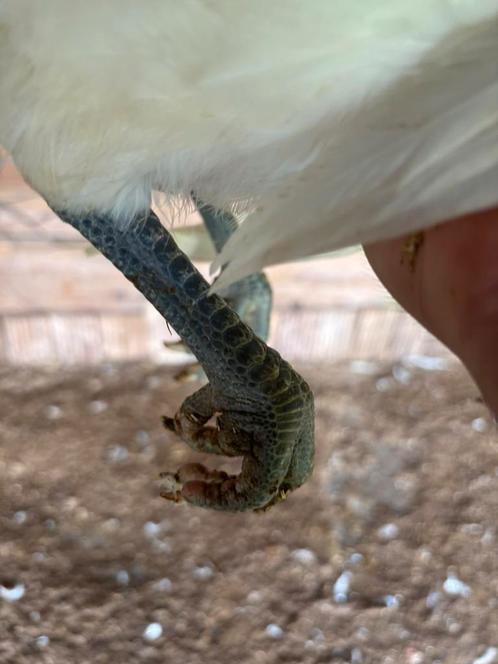 Poule de Bresse, Dieren en Toebehoren, Pluimvee, Kip, Meerdere dieren