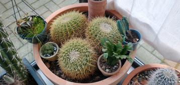 Cactuscollectie,