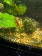Aquarium te koop met  80  garnalen wel