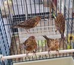 Kanarie, Dieren en Toebehoren, Vogels | Kanaries, Meerdere dieren, Kleurkanarie