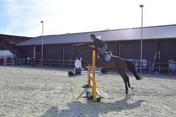 Springpaard/recreatiepaard, Jument, 160 à 165 cm, Cheval de récréation, 11 ans ou plus