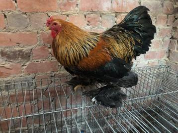 Brahmakrielen beschikbaar voor biedingen