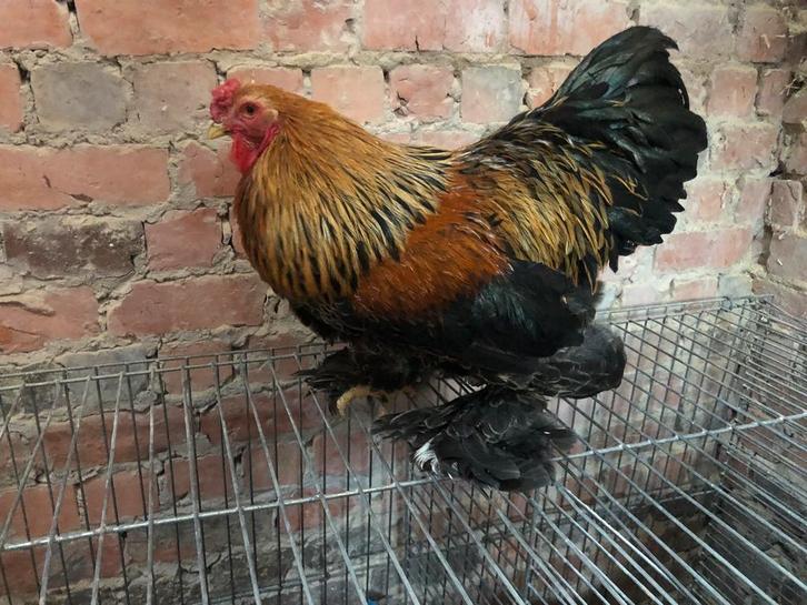 Brahmakrielen, Dieren en Toebehoren, Pluimvee, Kip, Meerdere dieren