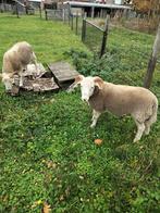 Wiltshire horn te koop, Dieren en Toebehoren, Schapen, Geiten en Varkens, Mannelijk, Schaap, 0 tot 2 jaar
