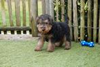Prachtige Welsh Terriër Pups (ouders aanwezig), Dieren en Toebehoren, Parvo, België, Overige rassen, 8 tot 15 weken