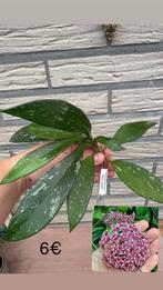 Hoya publicalyx silver splash, Huis en Inrichting, Kamerplanten, Ophalen of Verzenden