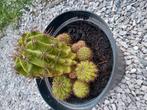 Cactus, Ophalen