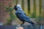Opgezette kauw Taxidermy, Verzamelen, Ophalen of Verzenden, Vogel