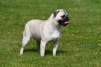 Mopshond teefje te koop, Dieren en Toebehoren, Honden | Bulldogs, Pinschers en Molossers, 15 weken tot 1 jaar, Overige rassen