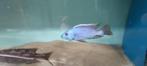 Nimbochromis fuscotaeniatus, Dieren en Toebehoren, Vissen | Aquariumvissen