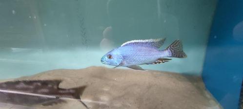 Nimbochromis fuscotaeniatus, Animaux & Accessoires, Poissons | Poissons d'aquarium