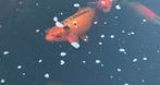 Japanse koi +-40cm, Dieren en Toebehoren, Vissen | Vijvervissen