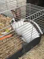 Reuzenvlinder mannetje, net geslachtsrijp, biologisch, Dieren en Toebehoren, Konijnen