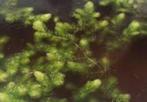 hoornblad waterpest -zuurstofplanten voor m'n vijver gezocht, Tuin en Terras, Vijvers, Ophalen of Verzenden