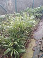 Trachycarpus fortunei palmiers, Enlèvement