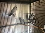 Jong roodstaart, Dieren en Toebehoren, Vogels | Parkieten en Papegaaien