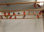 vogels, Dieren en Toebehoren, Vogels | Overige Vogels, Meerdere dieren, Tropenvogel, Geringd