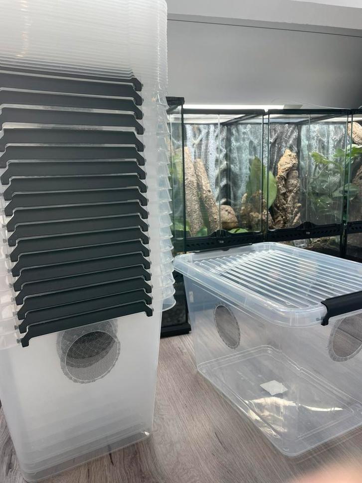Kweekbakken gekko’s / pissebedden, Dieren en Toebehoren, Reptielen en Amfibieën