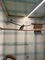 Rode kardinalen, Dieren en Toebehoren, Vogels | Overige Vogels, Geringd