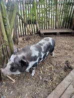 varkens twee mannelijke Götringer varkens, Dieren en Toebehoren