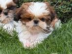 Shih Tzu pups, Dieren en Toebehoren, België, Overige rassen, CDV (hondenziekte), 8 tot 15 weken