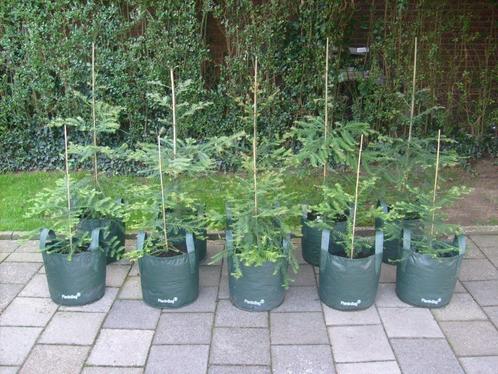 Redwood, hoogste boom ter wereld, prachtige rode stam USA, Jardin & Terrasse, Plantes | Arbres, Autres espèces, 100 à 250 cm, Ombre partielle