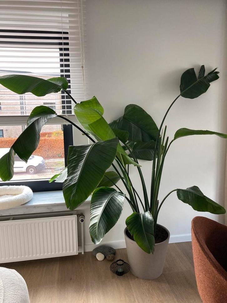 Grote bananen plant inclusief sierpot - 170 cm, Huis en Inrichting, Kamerplanten, Overige soorten, 150 tot 200 cm, Halfschaduw