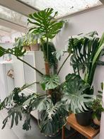 Grote Monstera, Huis en Inrichting, Kamerplanten, Ophalen, 200 cm of meer, Overige soorten, Volle zon