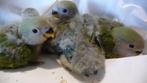 dwergpapegaaitjes uit nest, Geringd
