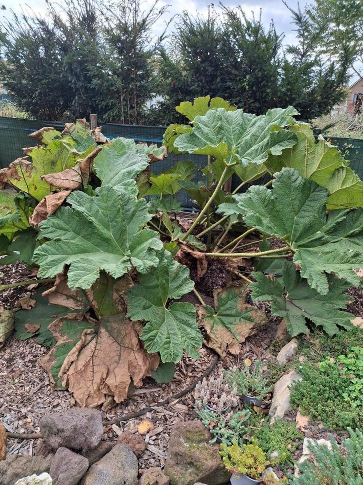 Gunnera manicata, Tuin en Terras, Planten | Tuinplanten, Ophalen