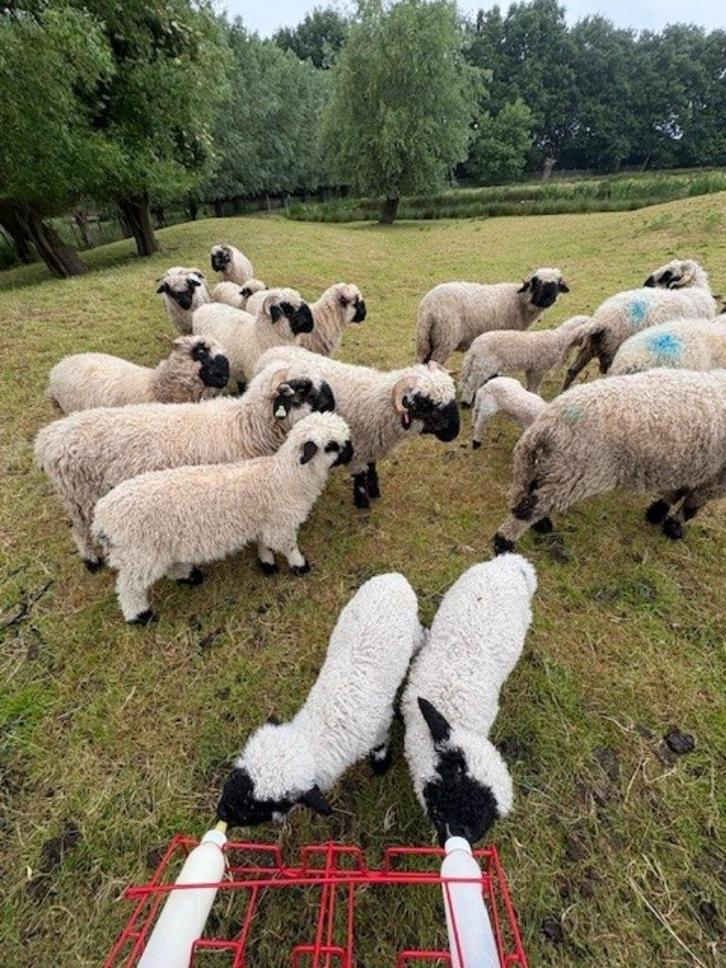Walliser ramlam, Dieren en Toebehoren, Schapen, Geiten en Varkens, Schaap, Mannelijk, 0 tot 2 jaar